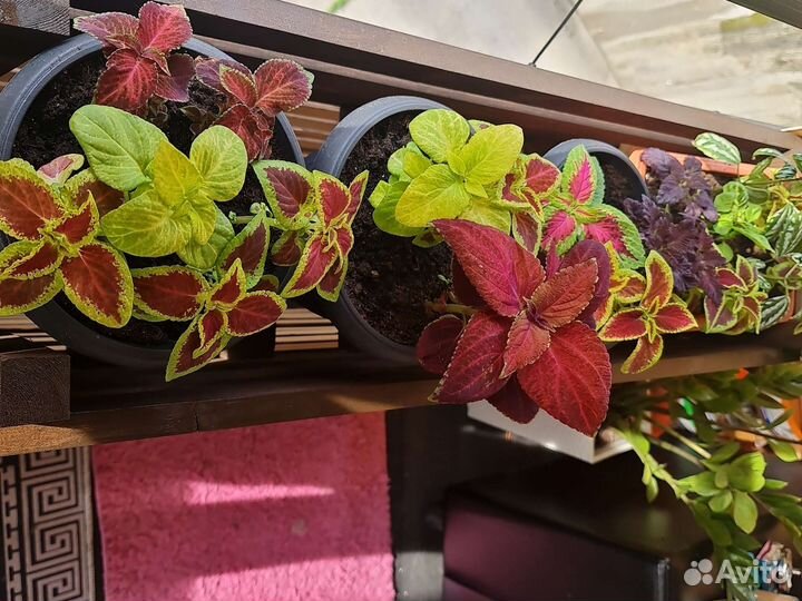 Колеусы рассада