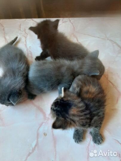 Отдам котят