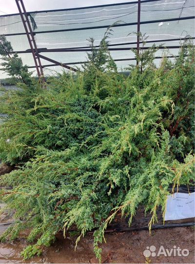 Кедр сибирский ель туя шаровидная можжевельник саж