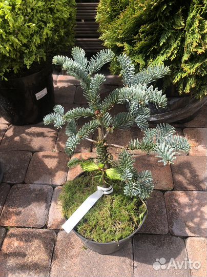 Пихта высокорослая глаука и аргентея