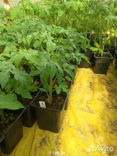 Рассада помидор, лаванда, дельфиниум