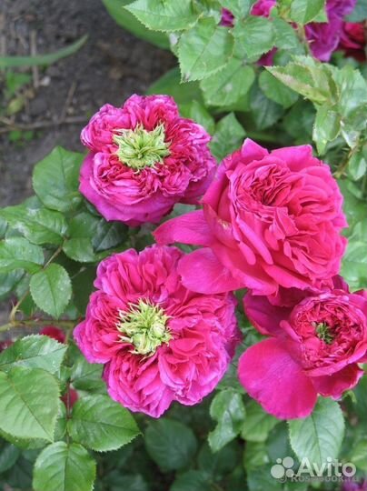 Ароматная Английская Роза Фишермэнс Френдс