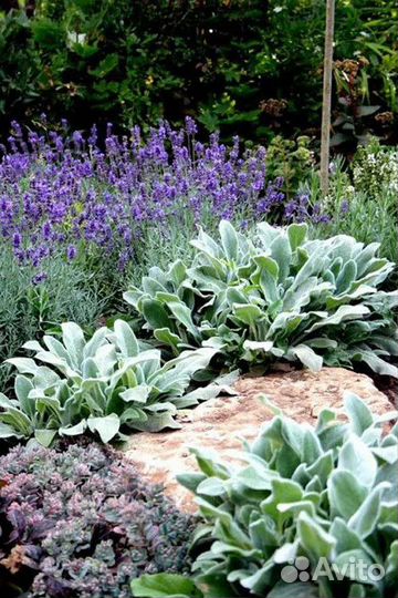 Многолетние цветы