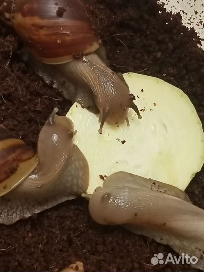 Улитки ахатины