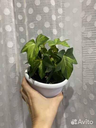 Комнатные растения