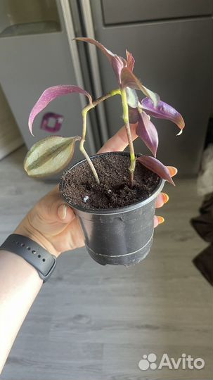 Традесканция зебрина