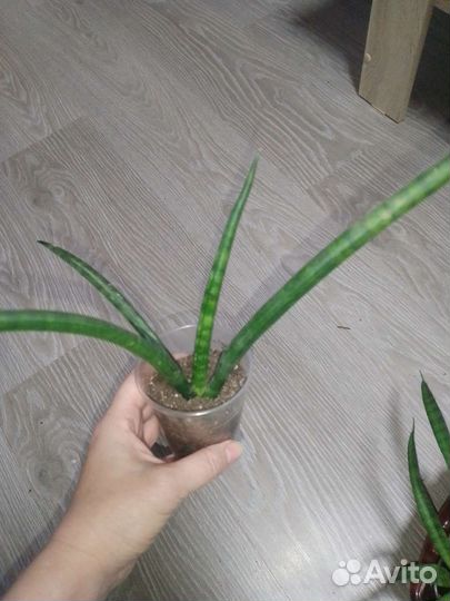 Сансевиерия