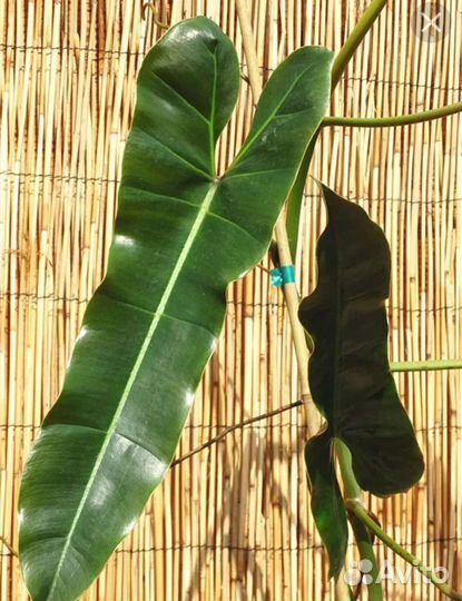 Филодендрон Атабапоэнс