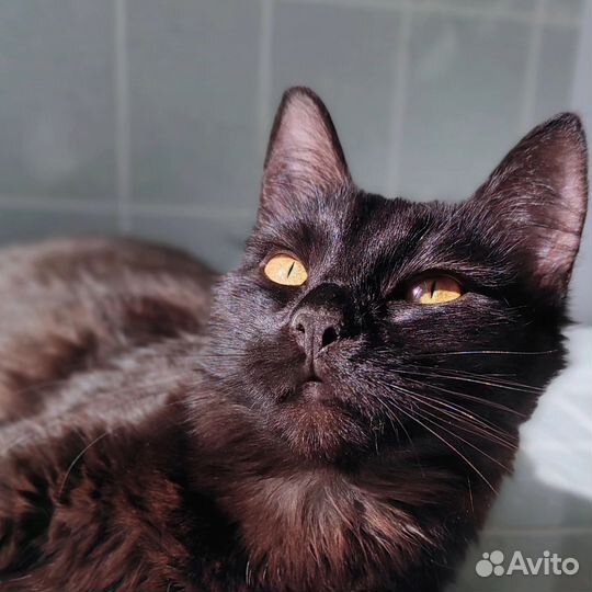 Кошка Ночка