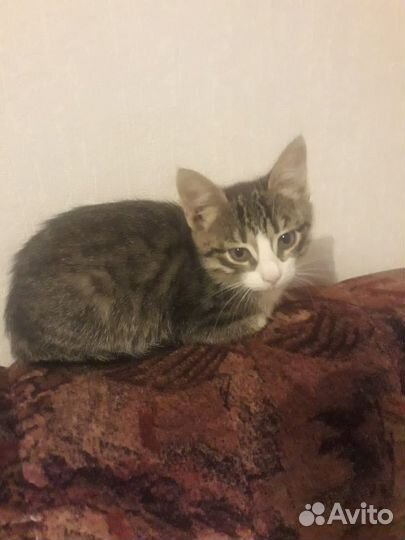 Котенок ищет дом