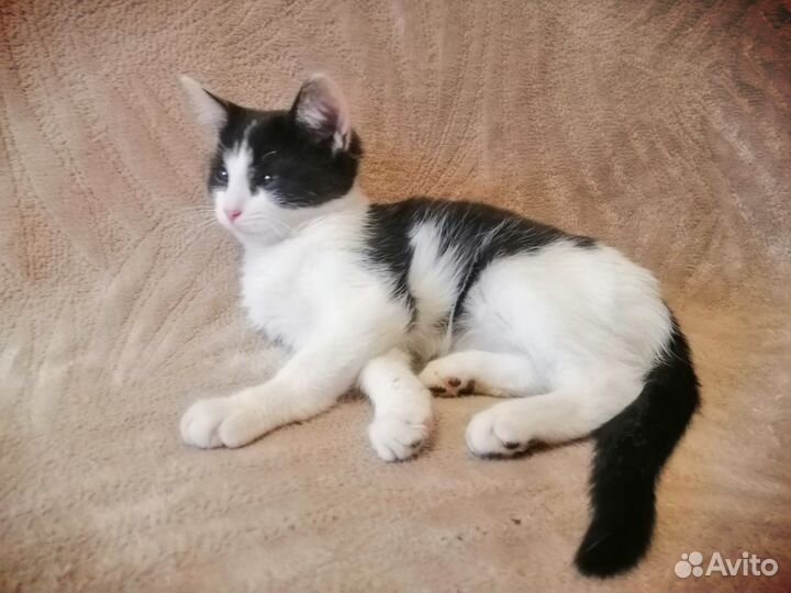 Котенок в добрые руки