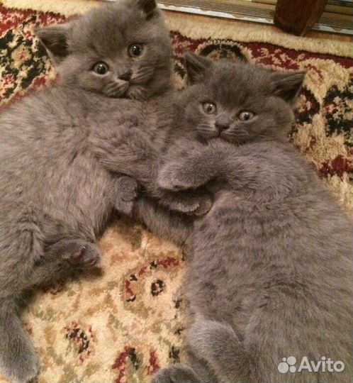 Шотландские котята
