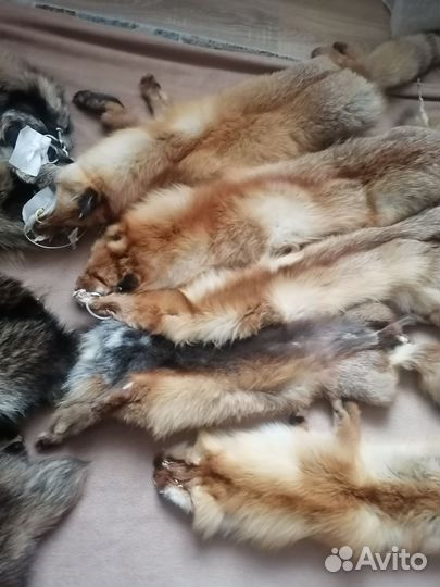 Шкуры лисы, енота с выделкой