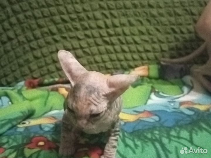 Донской сфинкс котята