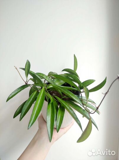 Хойи разные