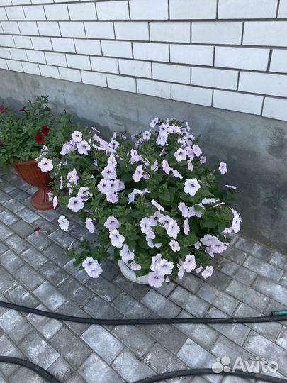 Рассада петунии тайдал