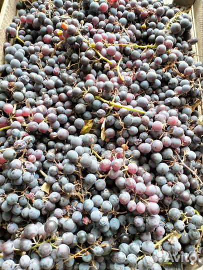 Виноград Изабелла