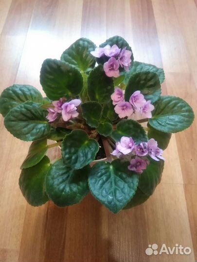 Фиалка в горшке, пересадки не требует