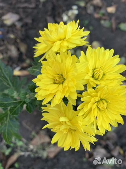 Хризантемы мультифлора черенки