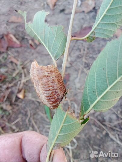 Оотека богомола