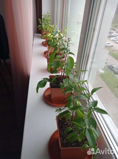 Фикус бенджамина