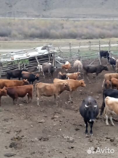 Коровы с телятами