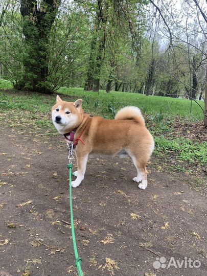 Дог ситтер, няня и передержка для собак и кошек