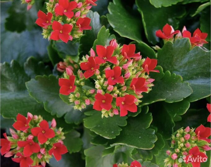 Каланхоэ цветущий и денежное дерево