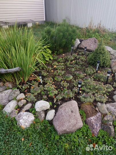 Суккуленты