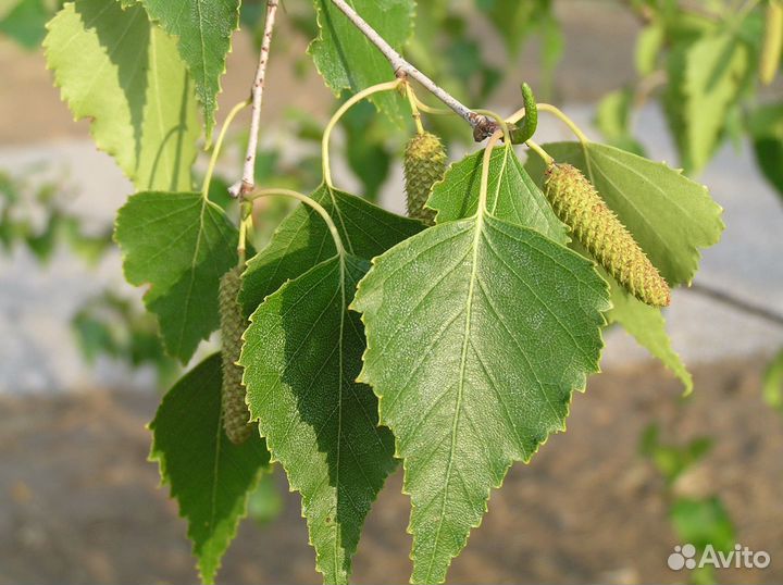 Березовый лист весенний сбор сухой