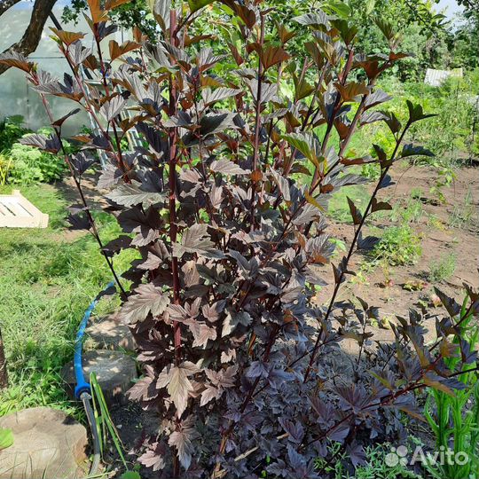 Декоративные кустарники