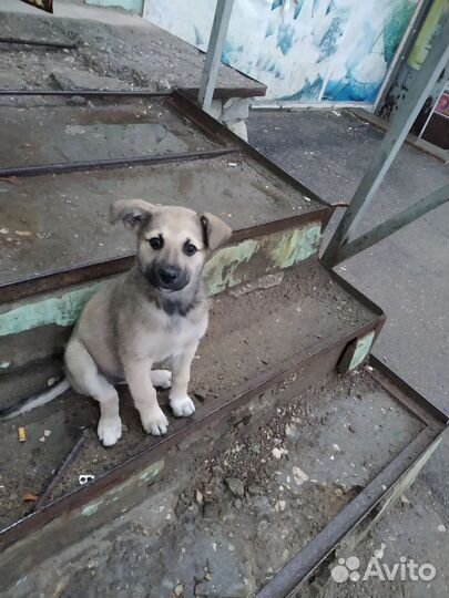 Обаятельная кроха