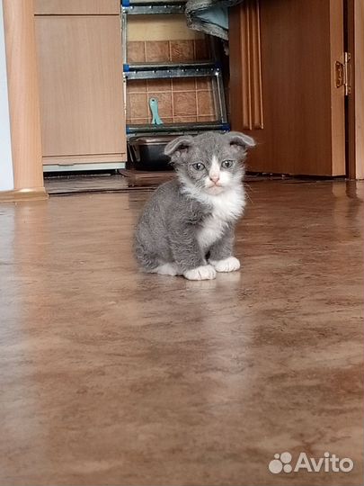Вислоухий котёнок