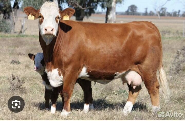 Продаю теленка