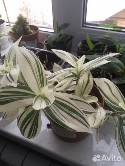 Традесканция белая