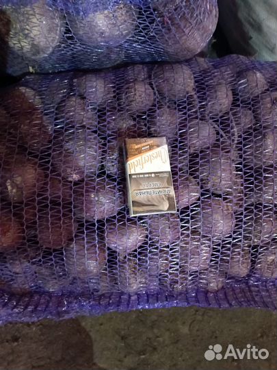 Свёкла оптом