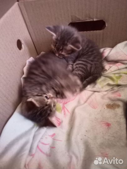 Котята