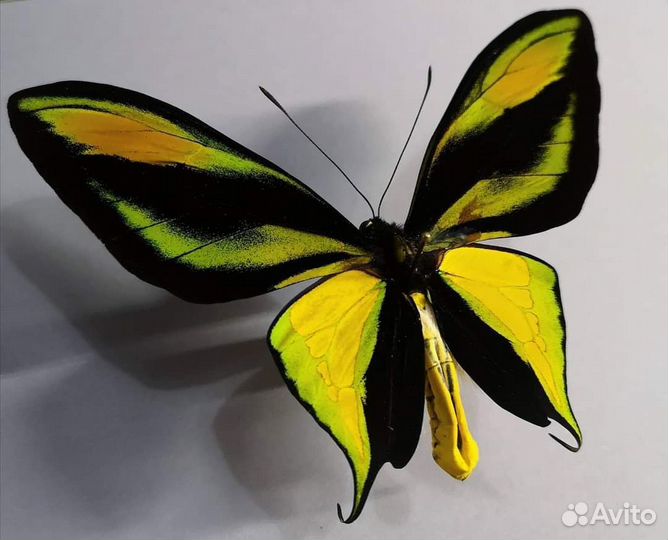 Бабочка птицекрылка paradise