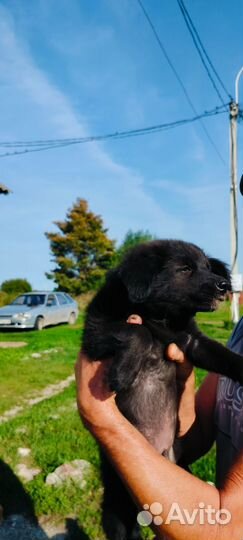 Цыган ищет друга