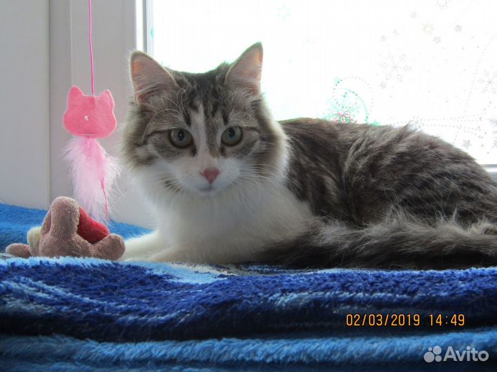 Кисы-сестрички ищут дом