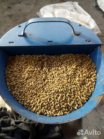 Ячмень,овес,лен пшеница семенная