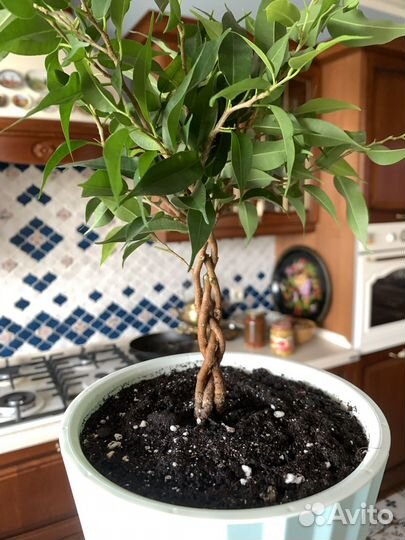 Сортовые фикусы