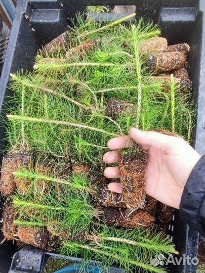 Сеянцы сосны зкс