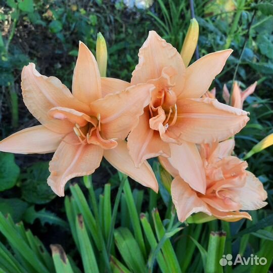 Лилейники бордюрные