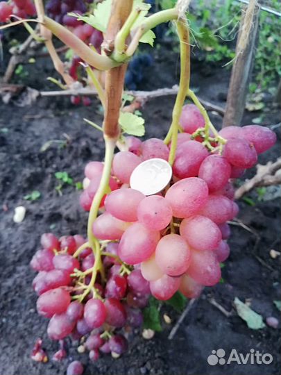 Черенки винограда