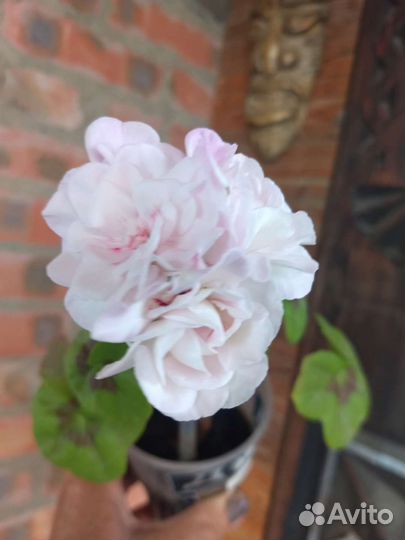 Герань плющелистная