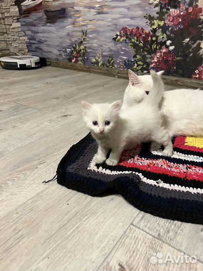 Котенок белый пушистик