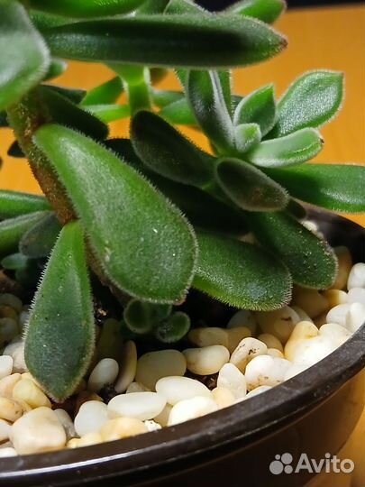 Суккуленты