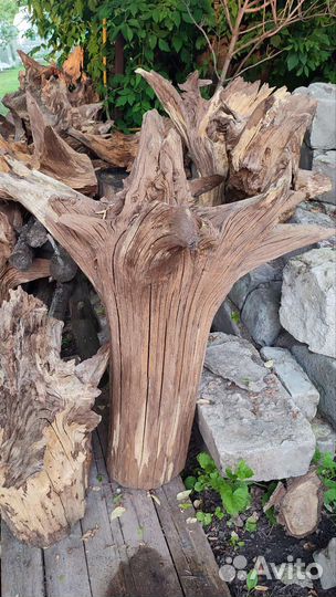 Пень с корягами дубовые