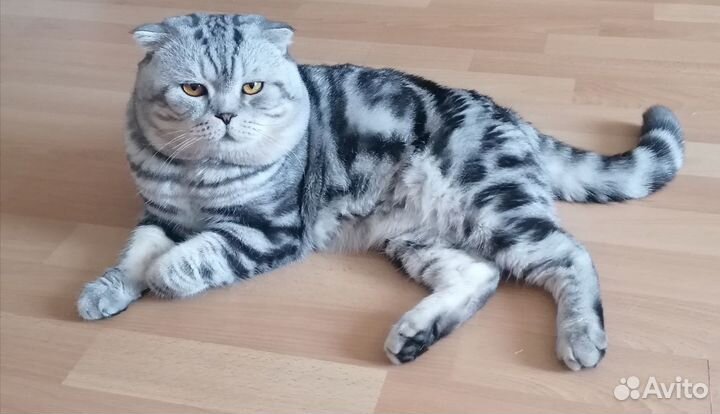 Шотландский кот вязка